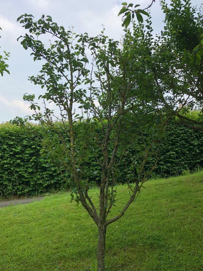 Aux Lettres Du Lavoir La Rivière-Saint-Sauveur Kültér fotó